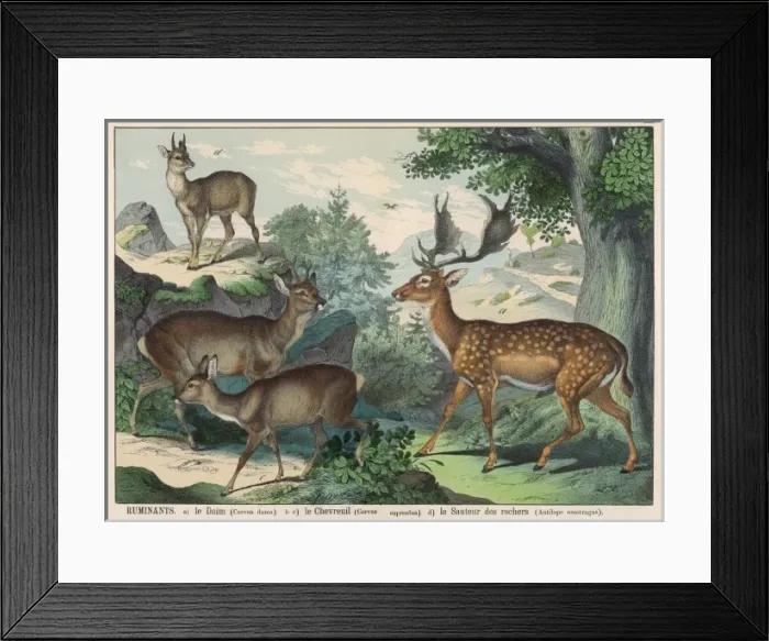 Framed Print : Various types of deer Framed Print : Various types of deer