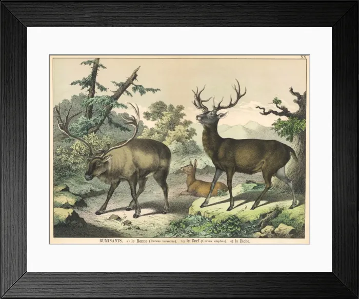 Framed Print : Various deer Framed Print : Various deer