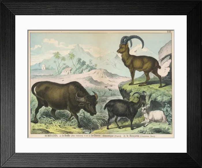 Framed Print : Various ruminants Framed Print : Various ruminants