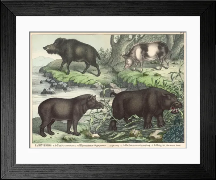 Framed Print : Various animals Framed Print : Various animals