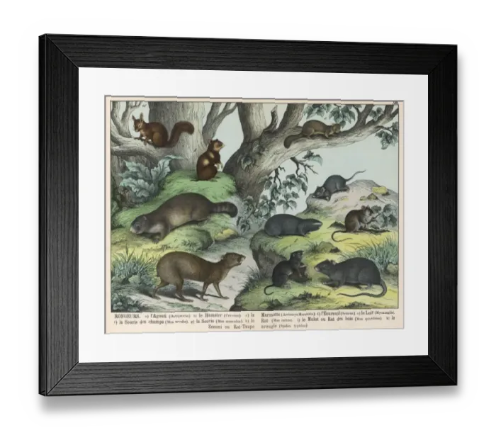 Framed Print : Various types of rodent Framed Print : Various types of rodent