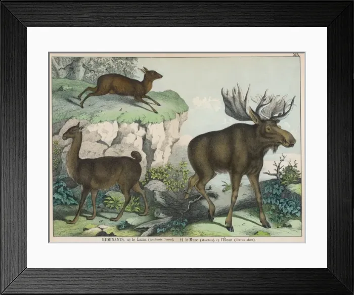 Framed Print : Various ruminants Framed Print : Various ruminants