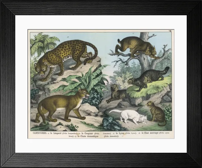 Framed Print : Various cats Framed Print : Various cats