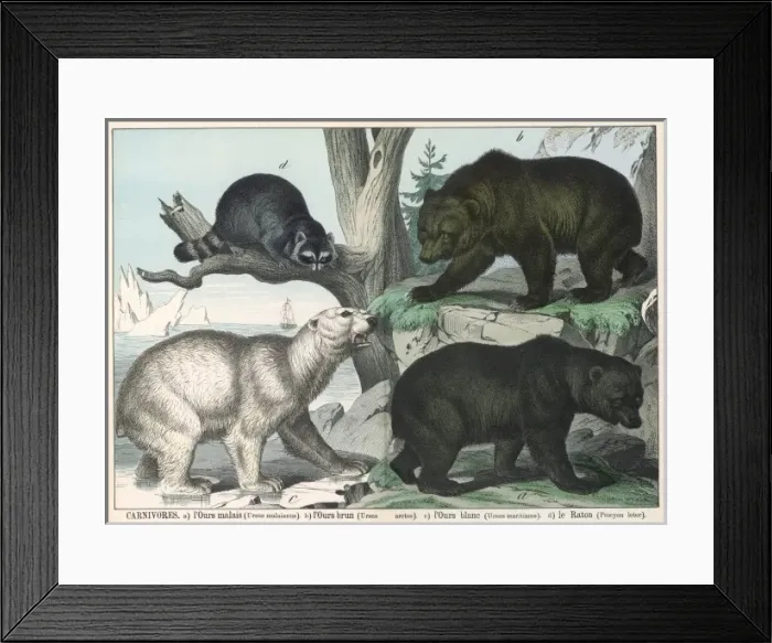 Framed Print : Various types of bear Framed Print : Various types of bear