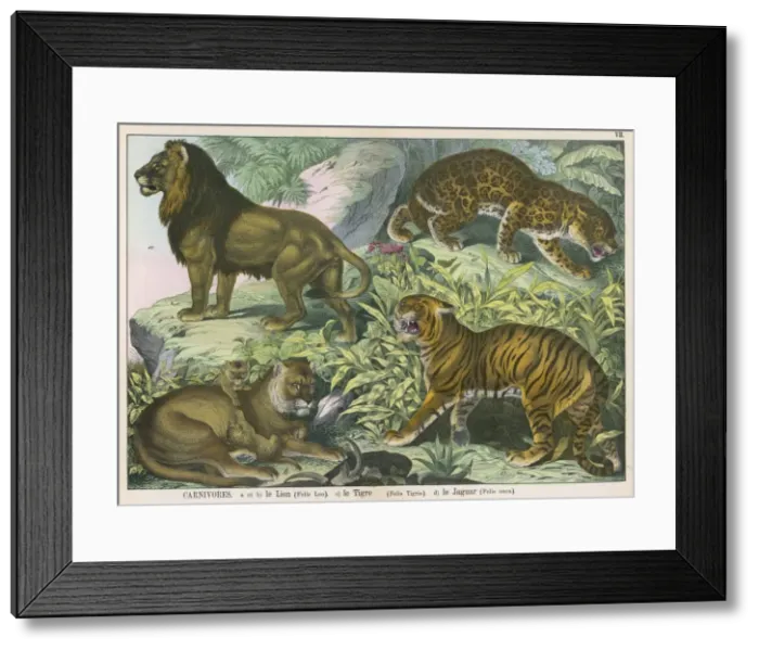 Framed Print : Various wild cats Framed Print : Various wild cats