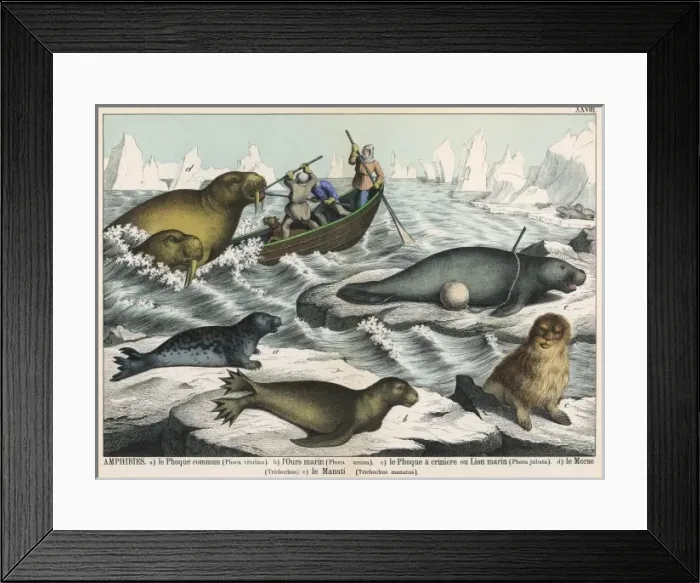 Framed Print : Five types of sea creature Framed Print : Five types of sea creature