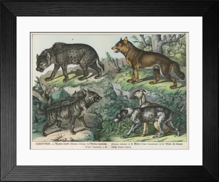 Framed Print : Various types of dog Framed Print : Various types of dog