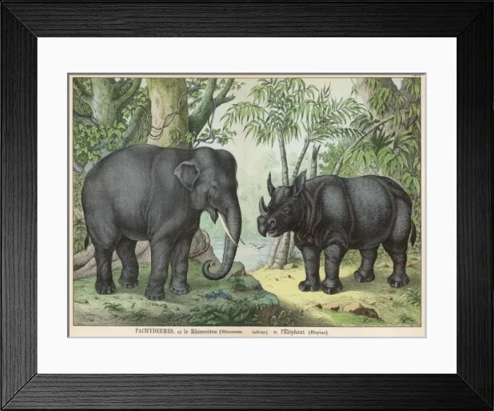 Framed Print : Indian elephant and rhinoceros Framed Print : Indian elephant and rhinoceros