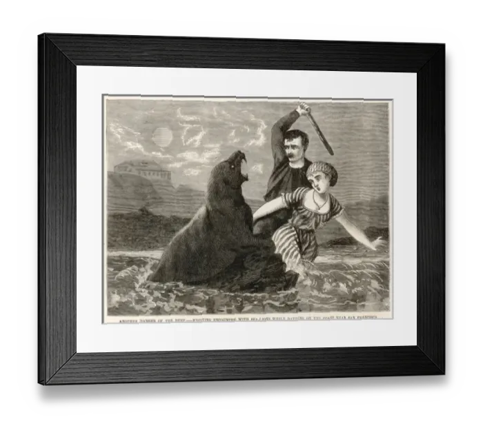 Framed Print : Encounter with a sea lion near San Francisco, USA Framed Print : Encounter with a sea lion near San Francisco, USA