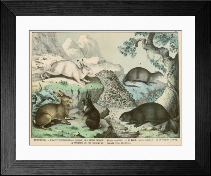 Framed Print : Various hares, rabbits, etc Framed Print : Various hares, rabbits, etc