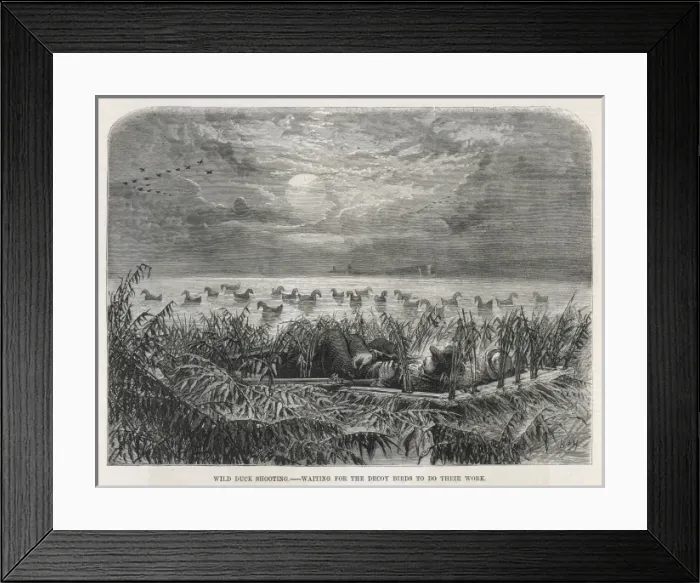 Framed Print : Duck shooting with decoys Framed Print : Duck shooting with decoys