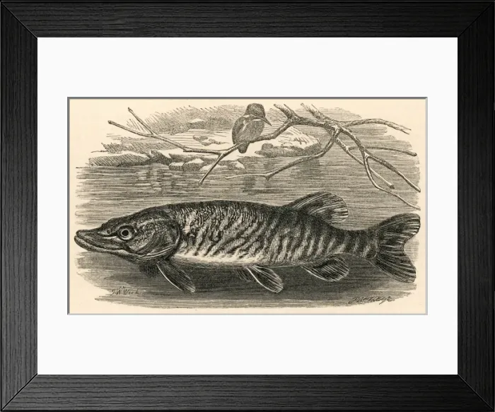 Framed Print : Marine Life / Fish / Pike Framed Print : Marine Life / Fish / Pike