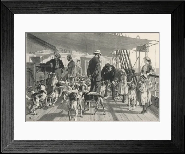 Framed Print : Foxhounds sent to India Framed Print : Foxhounds sent to India