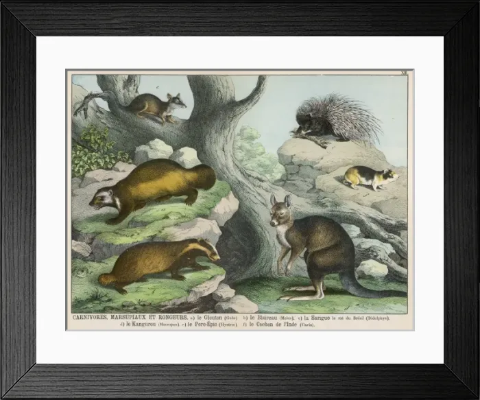 Framed Print : Various Animals Framed Print : Various Animals