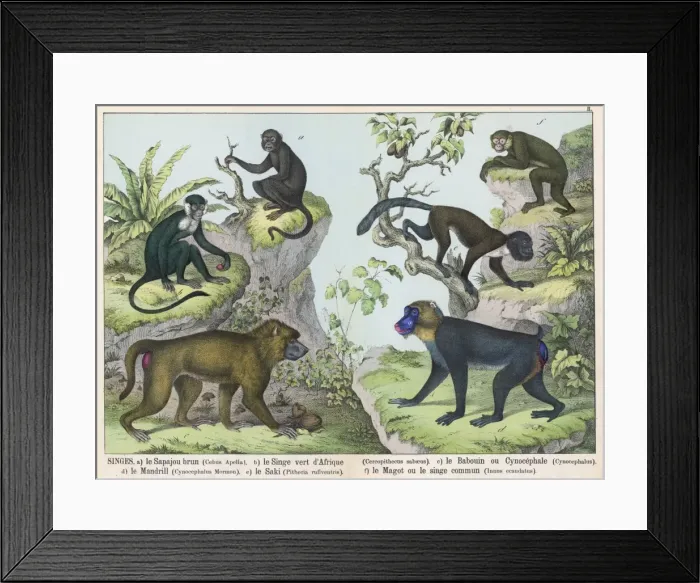 Framed Print : Six Monkeys Framed Print : Six Monkeys