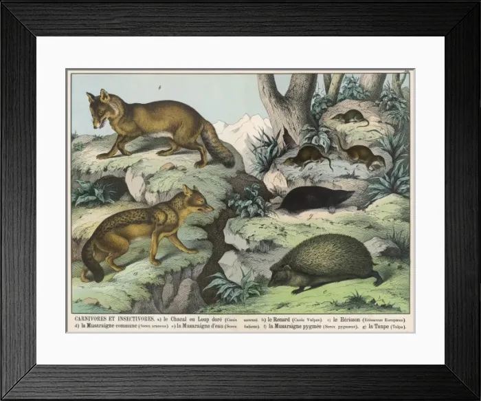 Framed Print : Various Animals Framed Print : Various Animals