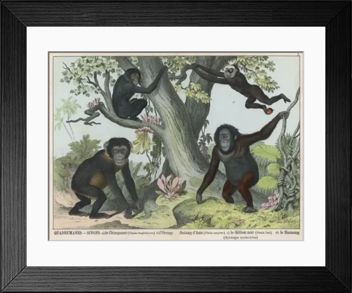 Framed Print : Four Monkeys Framed Print : Four Monkeys