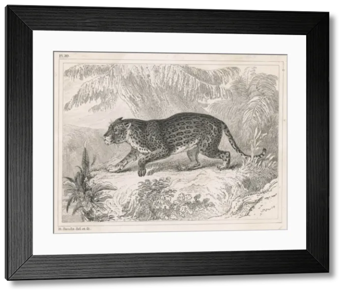 Framed Print : Jaguar (Engraving) Framed Print : Jaguar (Engraving)