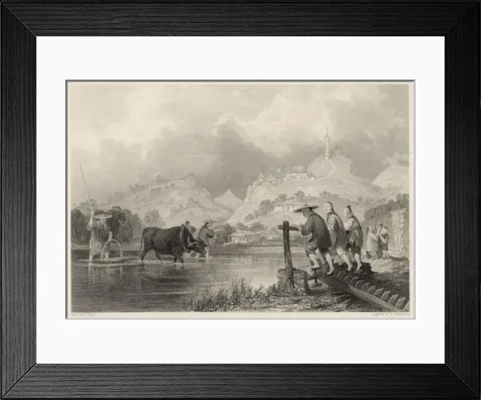 Framed Print : Cultivation Rice in China Framed Print : Cultivation Rice in China