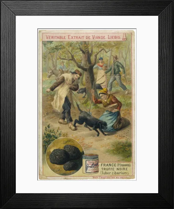 Framed Print : Animals / Dogs / Working Framed Print : Animals / Dogs / Working