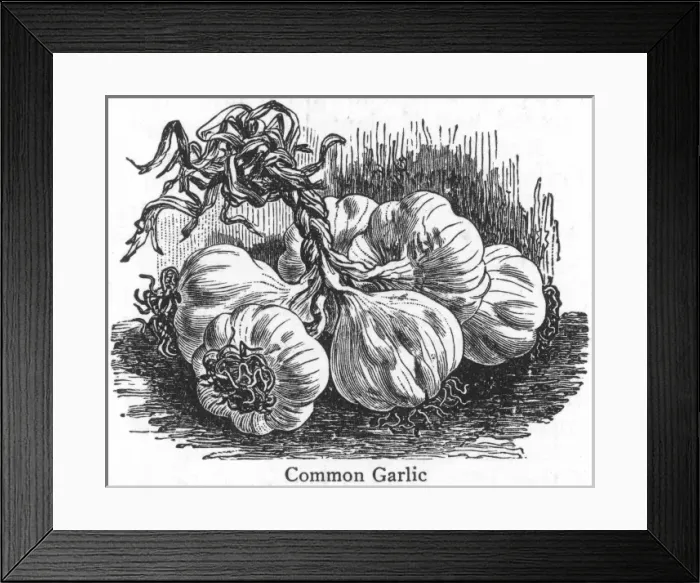 Framed Print : Garlic Head 19C Framed Print : Garlic Head 19C