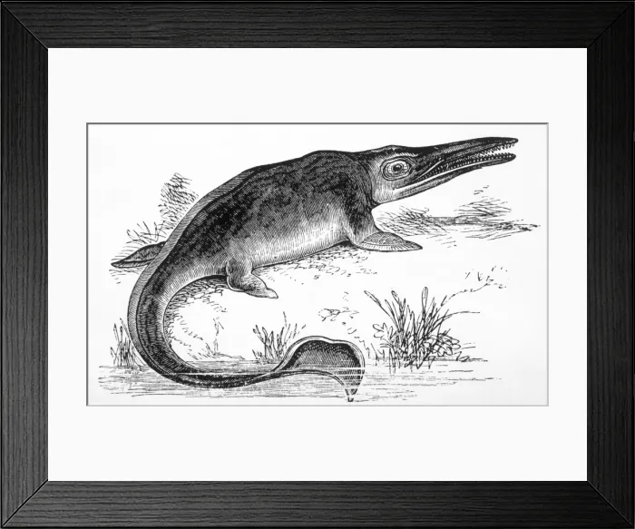 Framed Print : Ichthyosaurus Framed Print : Ichthyosaurus