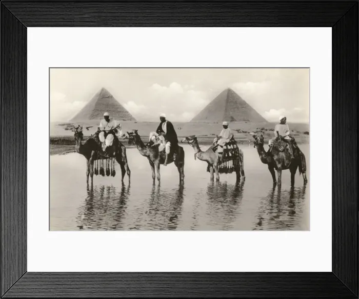 Framed Print : Camels and riders near the Pyramids, Egypt Framed Print : Camels and riders near the Pyramids, Egypt