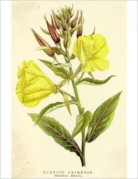 Plants  /  Oenothera Biennis