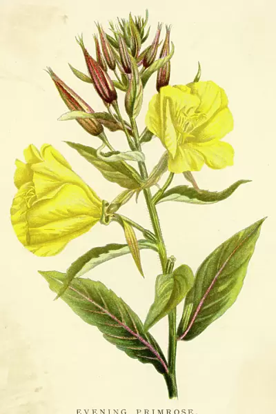 Plants  /  Oenothera Biennis