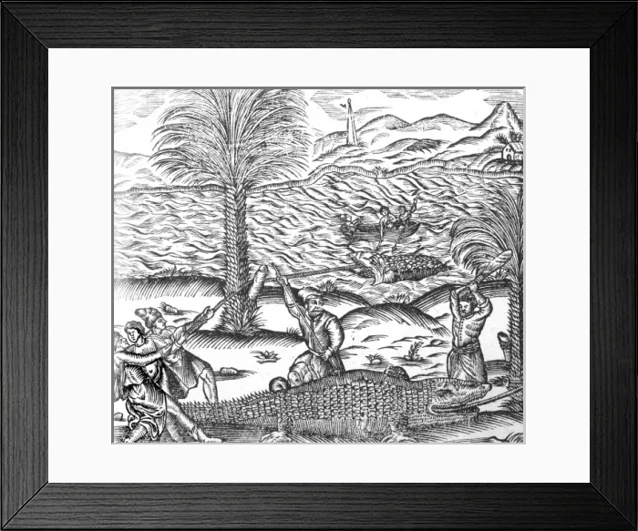 Framed Print : Manner of Catching Crocs Framed Print : Manner of Catching Crocs