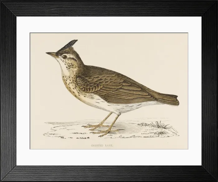 Framed Print : Crested Lark (Morris) Framed Print : Crested Lark (Morris)