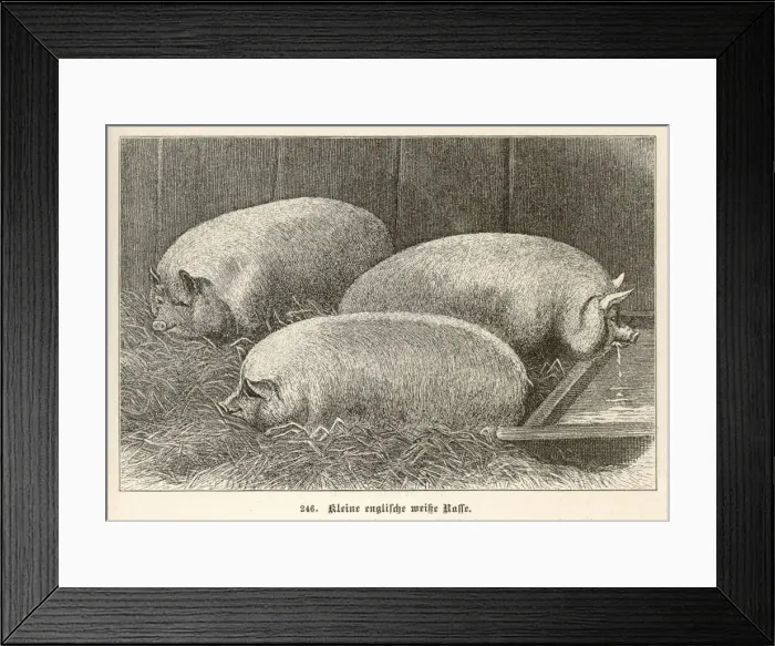 Framed Print : Pig / Small English 1897 Framed Print : Pig / Small English 1897