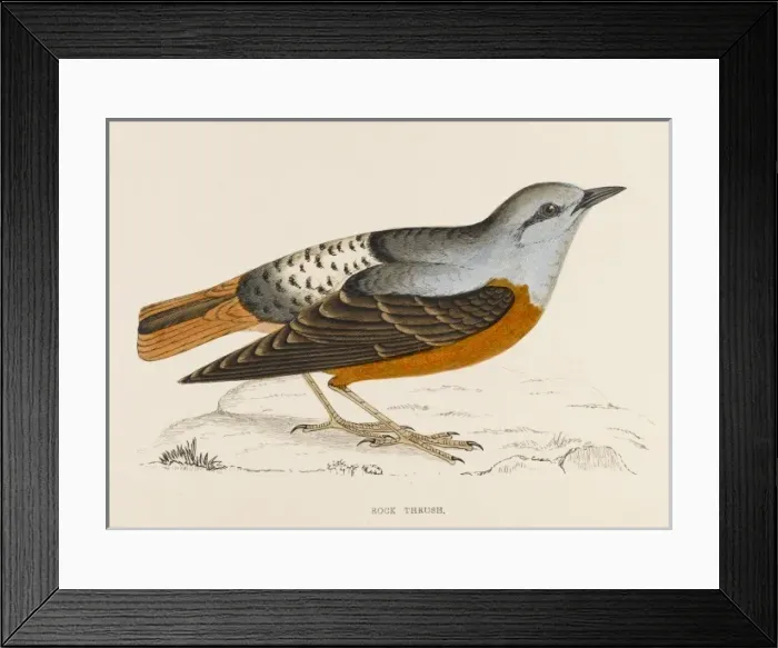 Framed Print : Rock Thrush (Morris) Framed Print : Rock Thrush (Morris)