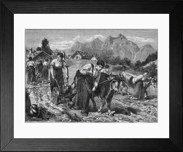 Framed Print : Women Ploughing Framed Print : Women Ploughing
