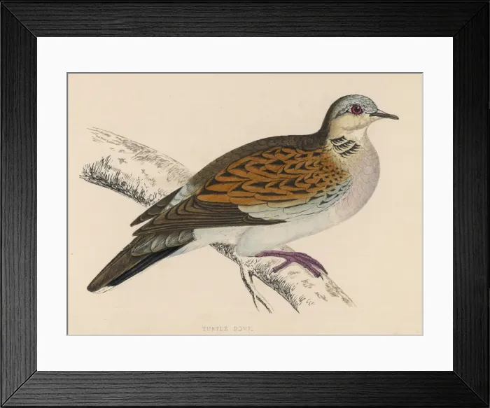 Framed Print : Birds / Turtle Doves Framed Print : Birds / Turtle Doves