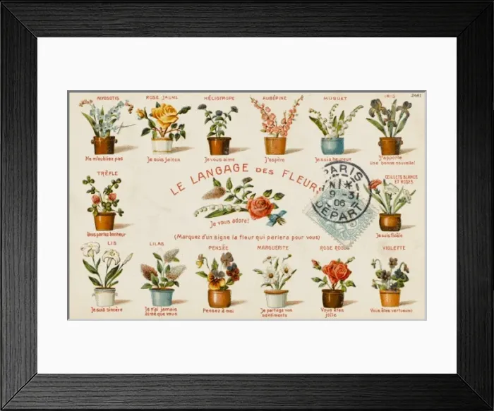 Framed Print : Plants / Decorative Floral Framed Print : Plants / Decorative Floral