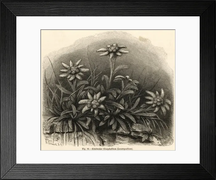 Framed Print : Leontopodium Alpinum Framed Print : Leontopodium Alpinum