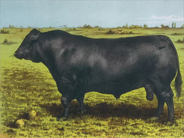 Cattle  /  Aberdeen Angus