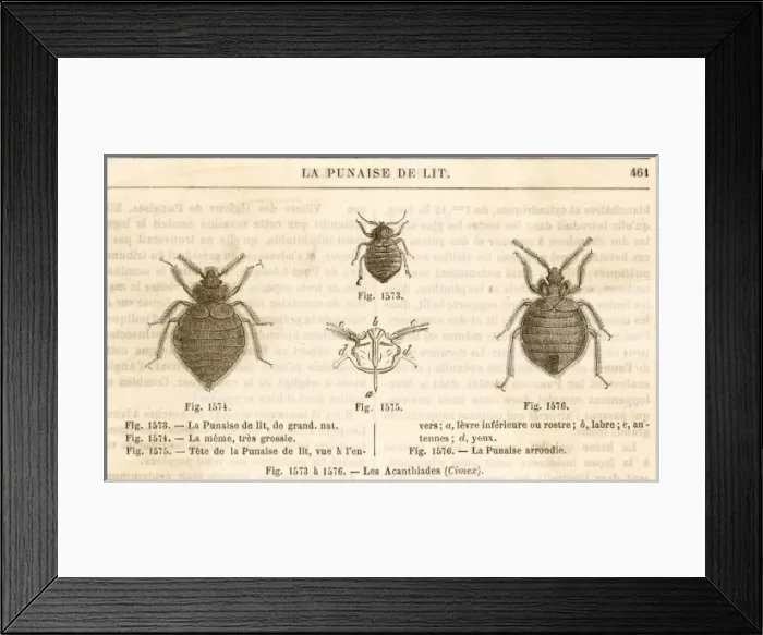 Framed Print : Insects / Bed-Bug Framed Print : Insects / Bed-Bug