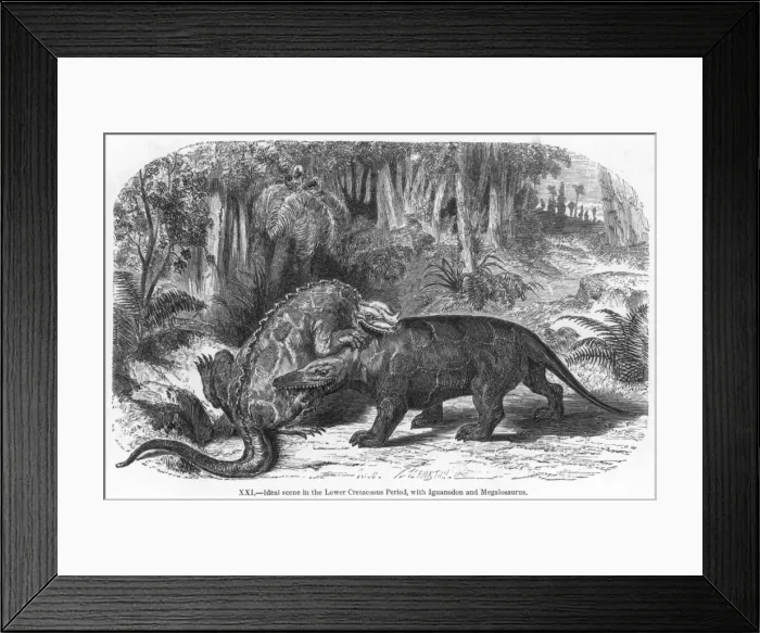 Framed Print : Dinosaur / Iguanodon Framed Print : Dinosaur / Iguanodon