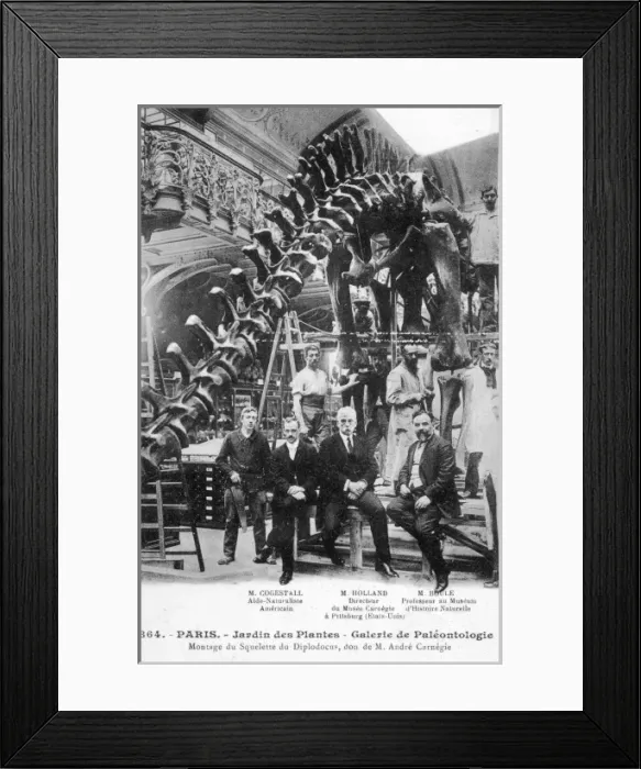 Framed Print : Dinosaur / Diplodocus Framed Print : Dinosaur / Diplodocus