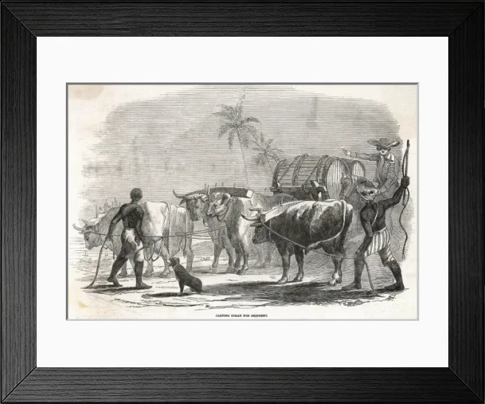 Framed Print : Food and Drink / Sugar Framed Print : Food and Drink / Sugar
