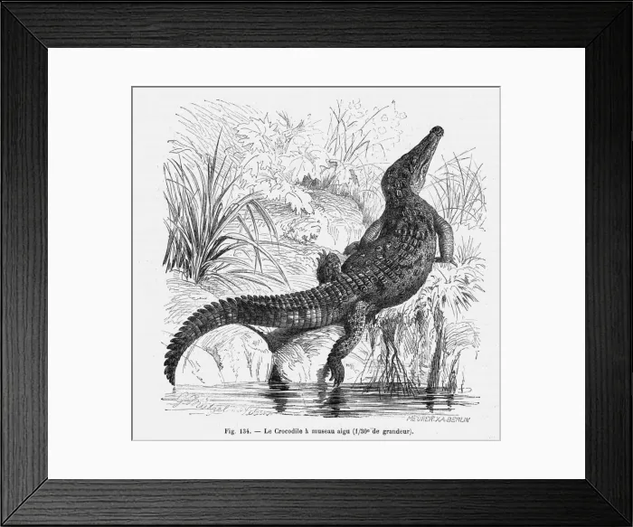 Framed Print : Reptiles / Crocodile Framed Print : Reptiles / Crocodile