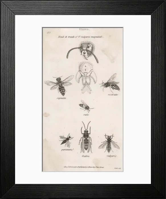 Framed Print : Insects / Wasp Framed Print : Insects / Wasp