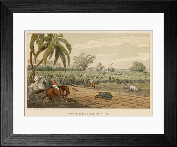 Framed Print : Williamson / Hog in Canes Framed Print : Williamson / Hog in Canes
