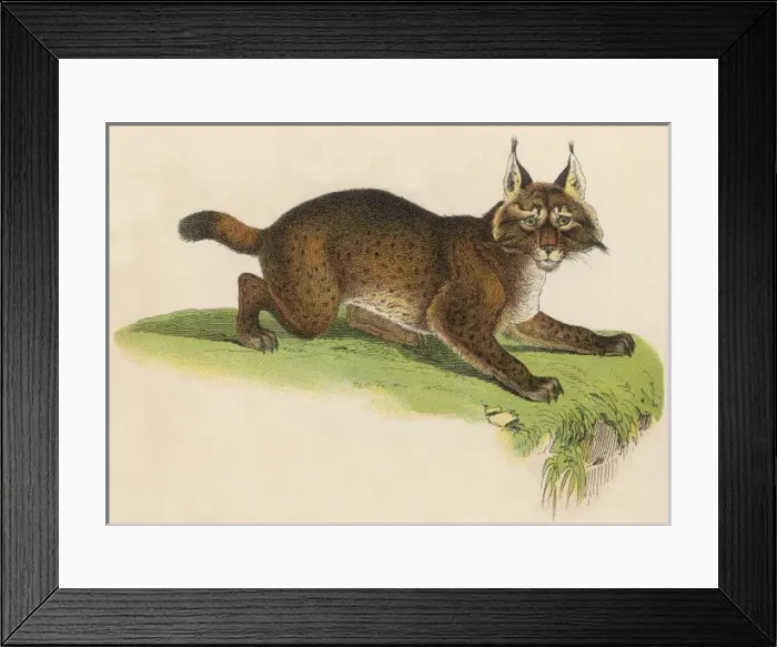 Framed Print : LYNX. Lynx Framed Print : LYNX. Lynx