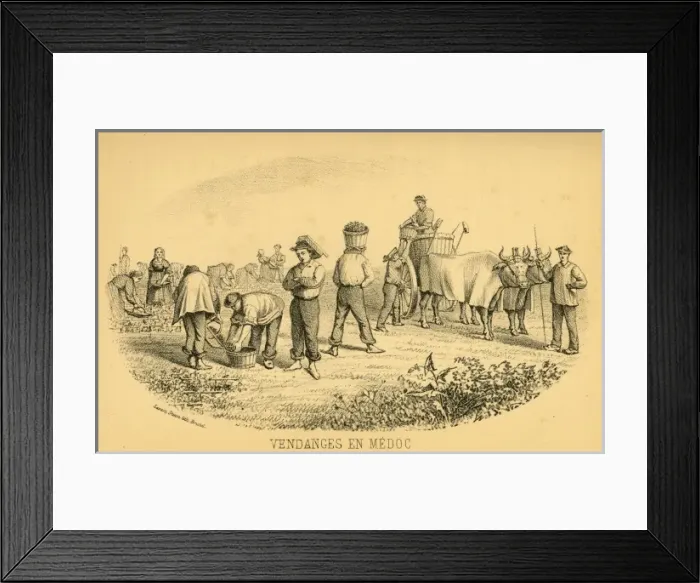 Framed Print : The Grape Harvest, Medoc