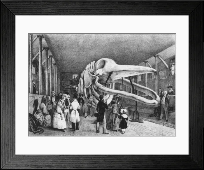 Framed Print : Whales Skeleton in Paris Framed Print : Whales Skeleton in Paris