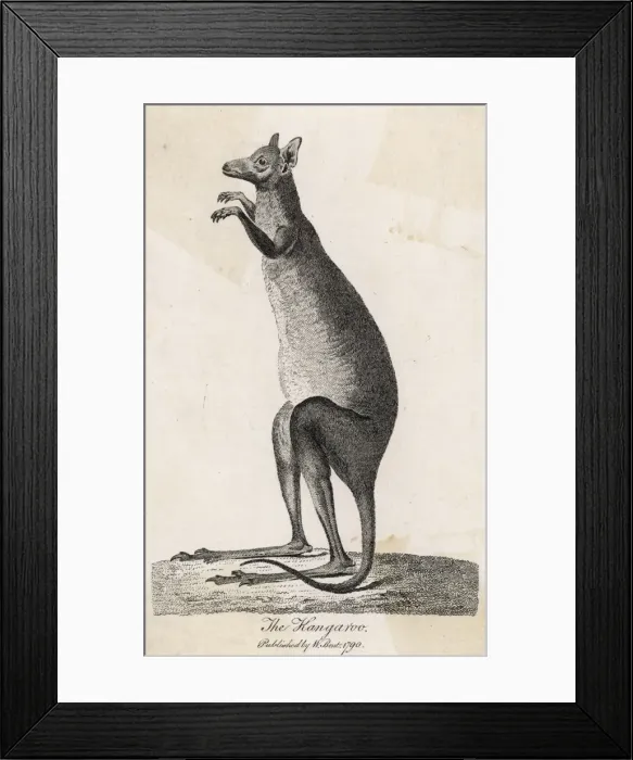Framed Print : Kangaroo / Cook 1790 Framed Print : Kangaroo / Cook 1790