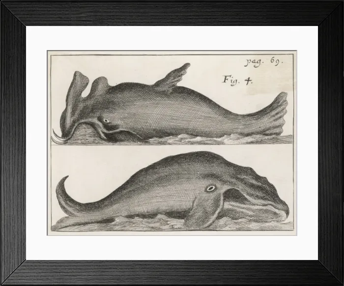 Framed Print : 17th Century Whales Framed Print : 17th Century Whales